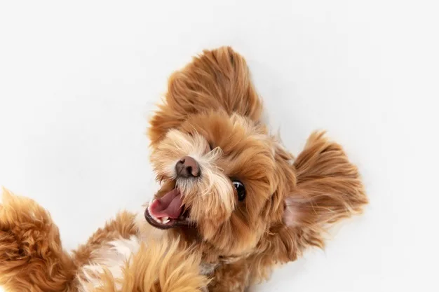 Cómo Implementar un Programa de Fidelización para Tiendas de Productos para Mascotas